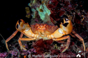 Red Crab by Marco Gargiulo 